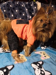 Зимний комбинезон для собак Dog S Оранжевый фото от покупателей 7