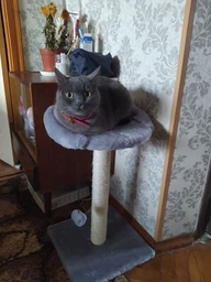 Когтеточка Lucky Pet Прана, серый, 33х33х50см фото от покупателей 16