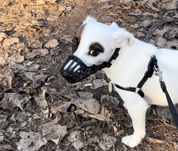 Намордник пластиковый Trixie 17602 S для джек-рассел-терьера 17 см (4011905176024) фото от покупателей 8