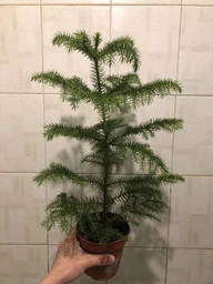 Араукария Araucaria комнатная ель, 35 - 45см, объём горшка 0,5л (RG014) фото от покупателей 1