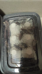 Живой корм для рептилий - Саранча перелётная 20 шт. (Locusta migratoria) Ладья-2