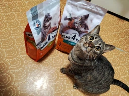 Сухий корм для стерилізованих кішок Club 4 Paws Sterilised з куркою 5 кг (4820083909283)