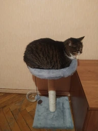 Когтеточка Lucky Pet Прана, серый, 33х33х50см фото от покупателей 14