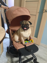 Прогулочная коляска Anex Stroller Air-Z Az-06-U-N Ivory United Kingdom SG (8885020501780) фото от покупателей 6