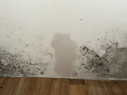 Антибактериальное средство против плесени и грибка 6 штук в комплекте с хлором универсальный дезинфицирующий спрей SAVO