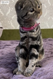Нашийник для котів, шкіряний WAUCAT Glamour із QR-паспортом, без оздоблень, XXS, ширина 9 мм, довжина 22-30 см, рожевий (32487) фото від покупців 19