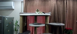 Надежный стильный кошачий городок когтеточка с двумя домиками и большой лежанкой для кошек всех пород, питомников 180х100х60см фото от покупателей 8