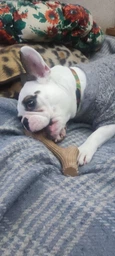Іграшка для собак GiGwi Рог жувальний Wooden Antler M Коричневий (2342Collar) фото від покупців 11