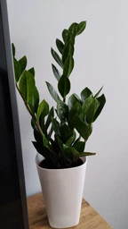 Заміокулькас (Zamioculcas, Доларове дерево), висота 30 - 40см, 12" горщик (RG145) фото від покупців 6