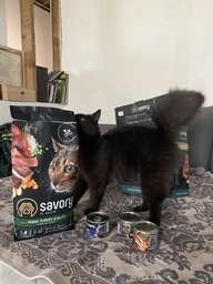 Промо набор кормов для кошек Savory Gourmand 2 кг (сухой корм) + 600 г (консервы) (2700000021279)