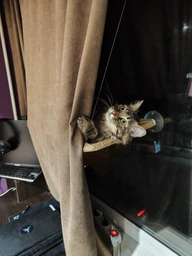Лежанка для кота на вікно підвісна гамак для кішки на присосках (ОL-152925)
