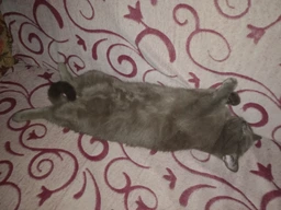 Сухий корм для стерилізованих кішок і котів Purina Pro Plan Sterilised з кроликом 1.5 кг (7613033566325)