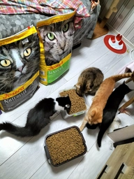 Sucha karma dla kotów JOSERA SensiCat z wrażliwym układem pokarmowym 10kg (4032254749219) Zdjęcie od kupującego 1