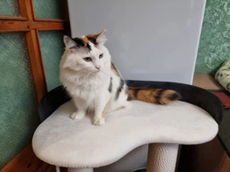 Котяча кігтеточка дряпка Венді 2 з будиночком для кота, кішки у хб канаті 70х60х40см біло чорна фото від покупців 5
