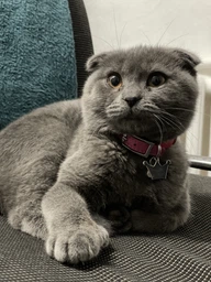 Нашийник для котів шкіряний WAUCAT Glamour з QR паспортом без прикрас XXS ширина 9 мм довжина 17-20 см Червоний (32753) фото від покупців 5