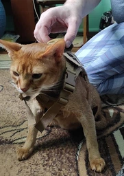 Шлея для котов и мелких собак Harness, тактический жилет с ручкой (35-48 см), Оливковый (093-GREEN)