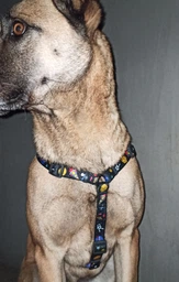 Шлей для собак Collar анатомічна H-подібна WAUDOG Nylon з QR-паспортом, пластиковий фастекс, М, Ш 20 мм, А 40-70, В 50-80 малюнок "NASA" (5542) фото від покупців 5