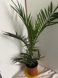 Пальма Финик Канарский Phoenix Canariensis, высота 45-55см, объём горшка 1,5л (RG060-1) фото от покупателей 10