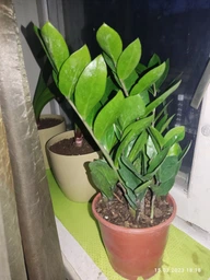 Заміокулькас (Zamioculcas, Доларове дерево), висота 30 - 40см, 12" горщик (RG145) фото від покупців 5