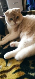 Сухой корм для кошек Purina Cat Chow Sterilised с индейкой 1.5 кг (7613287329516) фото от покупателей 19