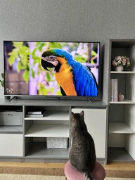 Телевізор Xiaomi Mi LED TV Q1E 55" (L55M6-6ESG) фото від покупців 15