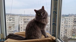 Спальное место для кошки кровать лежанка оконная гамак Sunny Seat Window