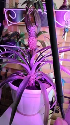 Фітолампа для рослин Brille LED-36/2x7W Fito GROW RM (L137-019)