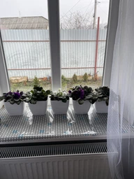 Горщик для квітів Form-Plastic Цукру Петіт Квадрат з податавкой 7,5 л 23 х 20 см Світло-Сірий фото від покупців 2
