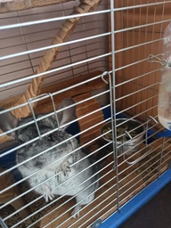 Корм для шиншилл и дегу Versele-Laga Complete Chinchilla&Degu гранулированный 500 г (612552) фото от покупателей 3