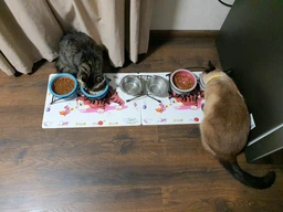 Коврик под миски для собак и кошек Trixie Comic Cat 44 x 28 см (4011905245447) фото от покупателей 7