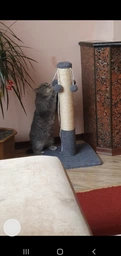 Дряпка-стовпчик для котів, 36х36 см, сіра(SU_F4179961277F) фото від покупців 18