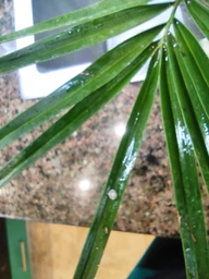 Пальма Финик Канарский Phoenix Canariensis, высота 45-55см, объём горшка 1,5л (RG060-1)