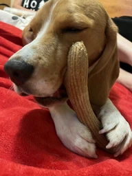 Іграшка для собак GiGwi Рог жувальний Wooden Antler M Коричневий (2342Collar) фото від покупців 9