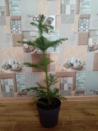 Араукария Araucaria комнатная ель, 35 - 45см, объём горшка 0,5л (RG014)