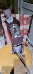 Кофта для кота или кошки Style Pets ILMSPH-brown (00047br) M фото от покупателей 1