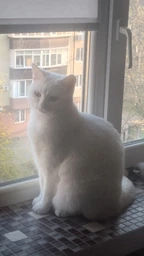Purina Pro Plan Cat Adult Delicate Turkey сухой корм для кошек с чувствительным пищеварением 1,5 кг фото от покупателей 5