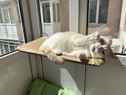 Лежанка для кота на окно подвесная гамак для кошки на присосках (ОL-152925) фото от покупателей 1