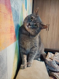Паста Для кошек Gimborn GimCat Malt-Soft Экстра для выведения шерсти 20 г (4002064407524 / 4002064417912 /2700000015070) фото от покупателей 3