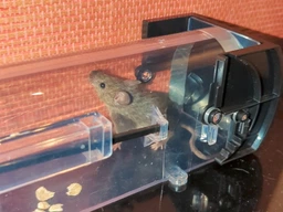 Мишоловка живоловка багаторазова з прозорого пластику Humane Trap (НТ-25295) фото від покупців 10