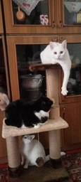Когтеточка для кота дряпка Мур-Мяу Аккорд 44х30х87 см для кошек в сизалевой веревке Серо-синий фото от покупателей 15