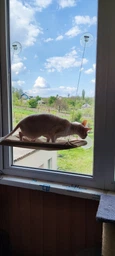 Лежанка для кота на окно подвесная гамак для кошки на присосках (ОL-152925)