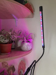 Фітолампа для рослин подвійна 10Вт, настільна світлодіодна LED лампа на 2 гілки для підсвітки розсади, кімнатних і тепличних рослин з таймером, кліпсою-затискачем і USB живленням, синє, червоне, фіолетове світло Чорна LP-417 фото від покупців 1