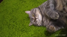 Упаковка влажного корма для кошек Purina Gourmet Gold Паштет с курицей 24 шт по 85 г фото от покупателей 15