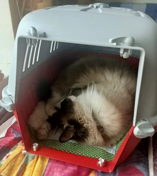 Переноска для собак та котів до 18-ти кг MPS PRATIKO 2 RED 55*36*36 см (двері метал) фото від покупців 16