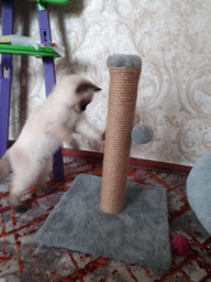 Дряпка для кота Мур-Мяу Малюк 30х30х42 см для маленьких кошенят у джутовій мотузці Сірий фото від покупців 17