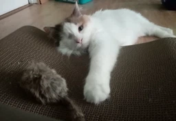 Кігтеточка дряпка з гофрокартону лежанка для котів з картонним фасадом Cat Joy Modern Whitish 54x13x25 см