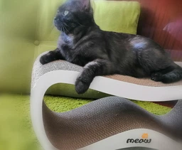 Когтеточка картонная Say Meow Grace, 67 см х 27 см х 24 см фото от покупателей 2