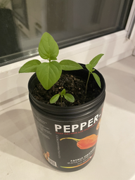 Набір для вирощування гострого перцю Pepper-X Fatalii Orange (Фаталії Апельсин)