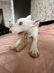 Іграшка для собак GiGwi Рог жувальний Wooden Antler M Коричневий (2342Collar) фото від покупців 6