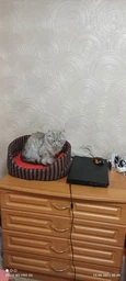 Лежак Природа Coral 1 коричневый/полоска 46х36х24 см (4823082429189)